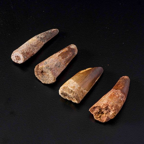 Quattro grandi denti di Spinosaurus sp. Spinosaurus Aegyptiacus