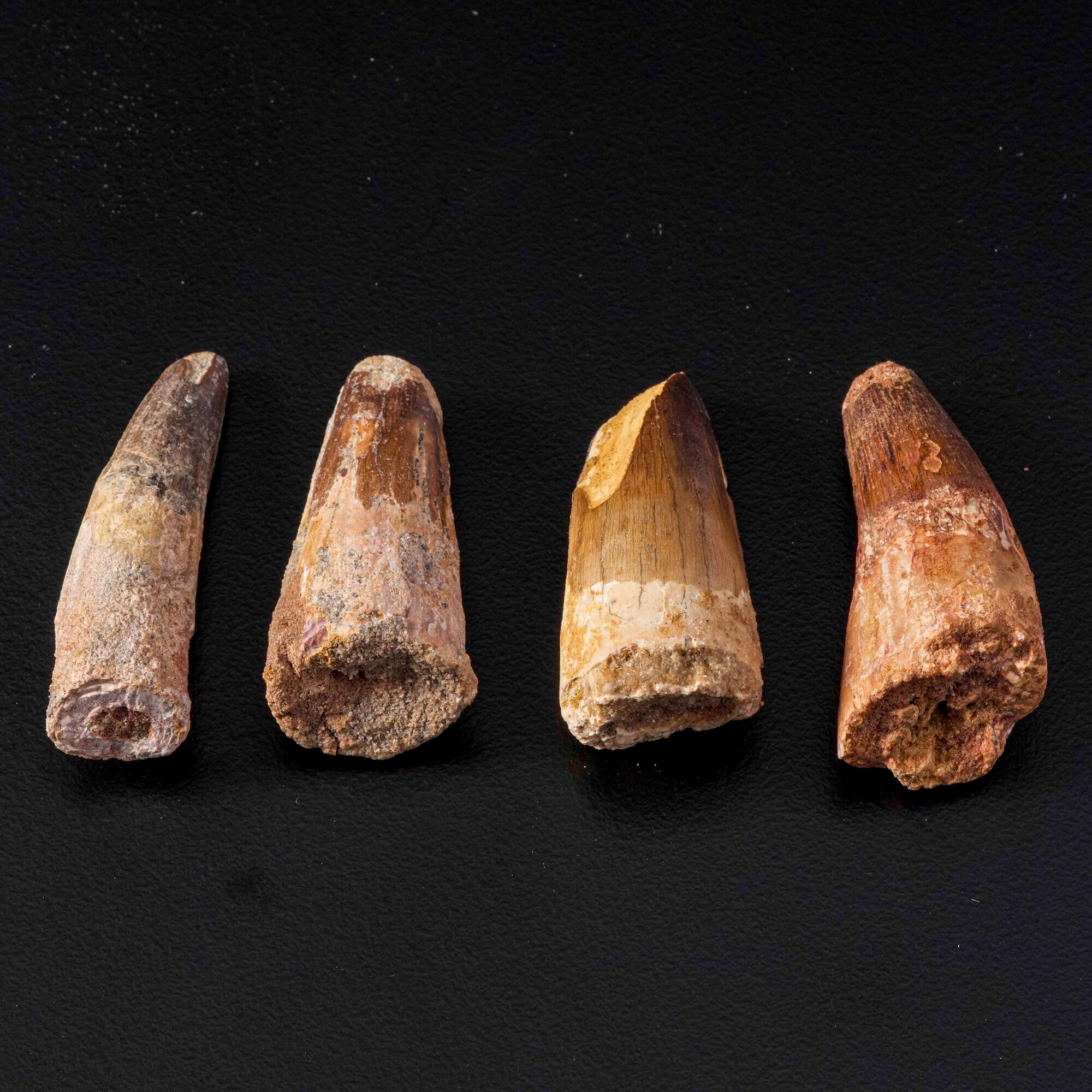 Quattro grandi denti di Spinosaurus sp. Spinosaurus Aegyptiacus