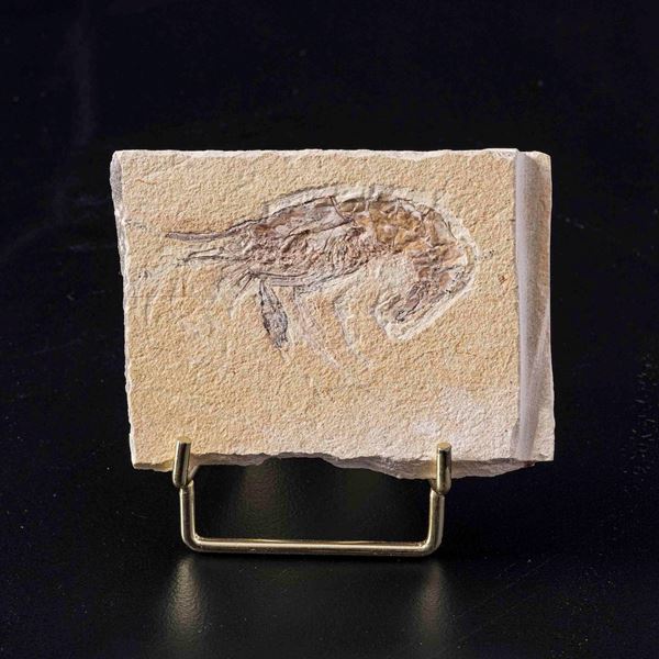 Lastra con gambero di grandi dimensioni Carpopenaeus callirostris