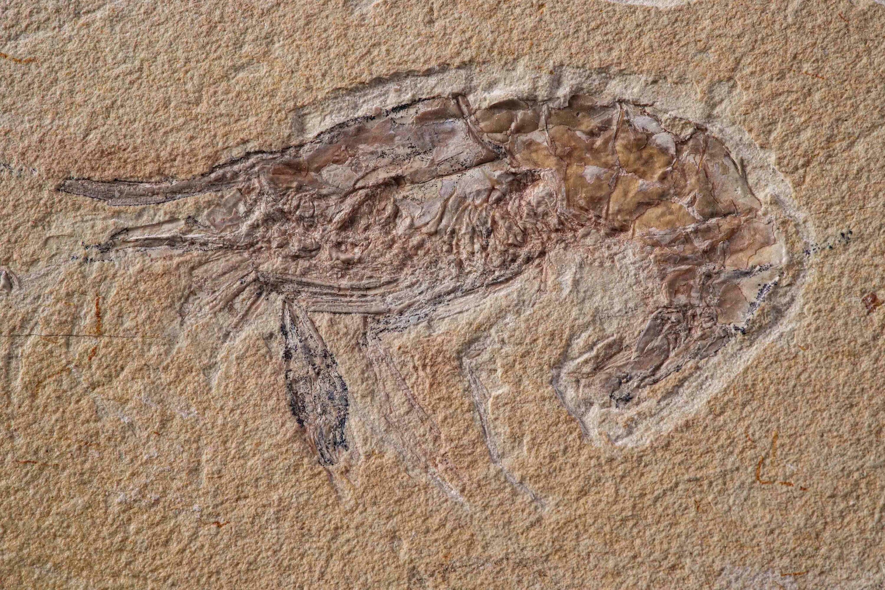 Lastra con gambero di grandi dimensioni Carpopenaeus callirostris