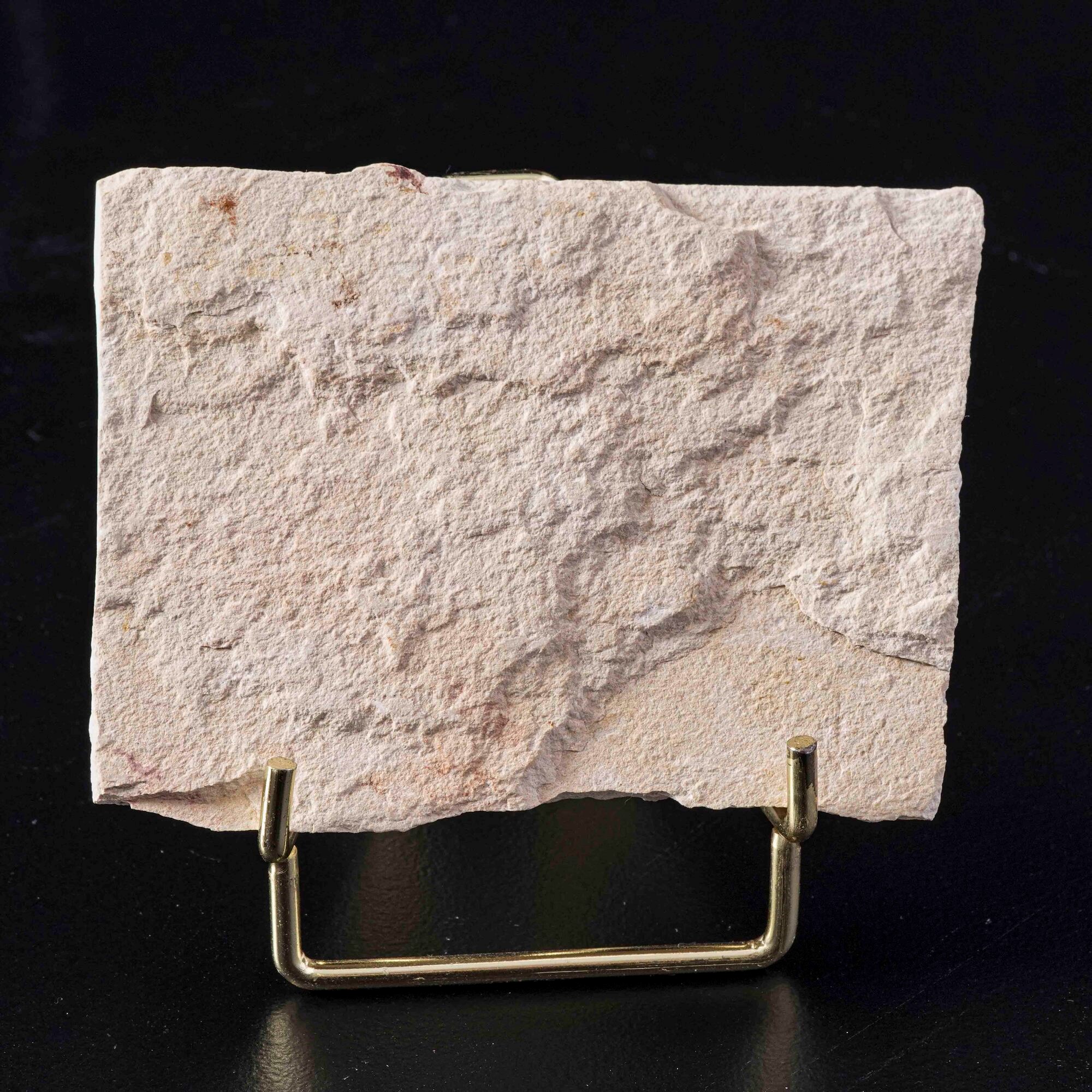 Lastra con gambero di grandi dimensioni Carpopenaeus callirostris