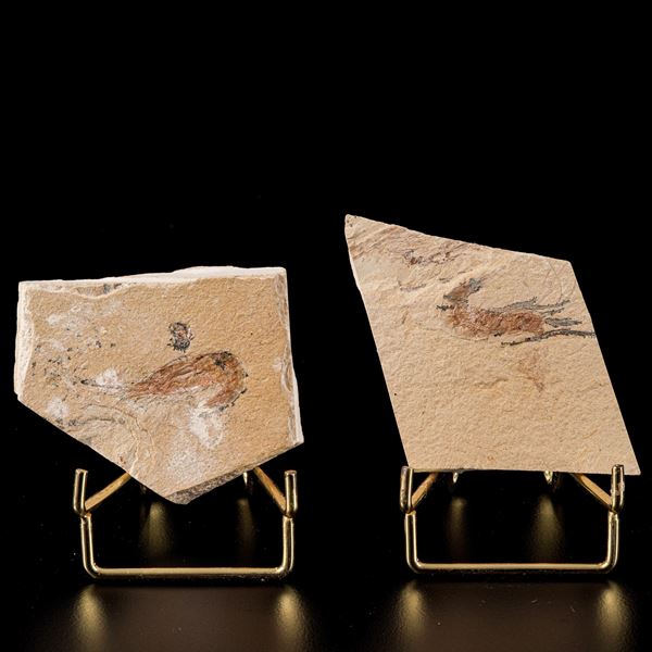 Due lastre con gamberi Carpopenaeus callirostris