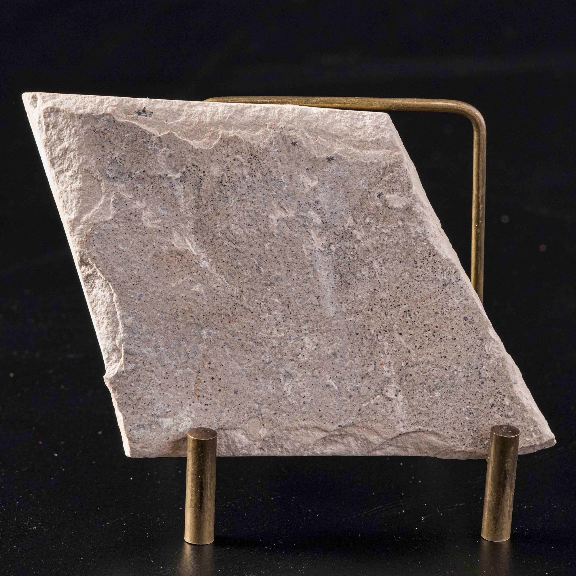 Due lastre con gamberi Carpopenaeus callirostris