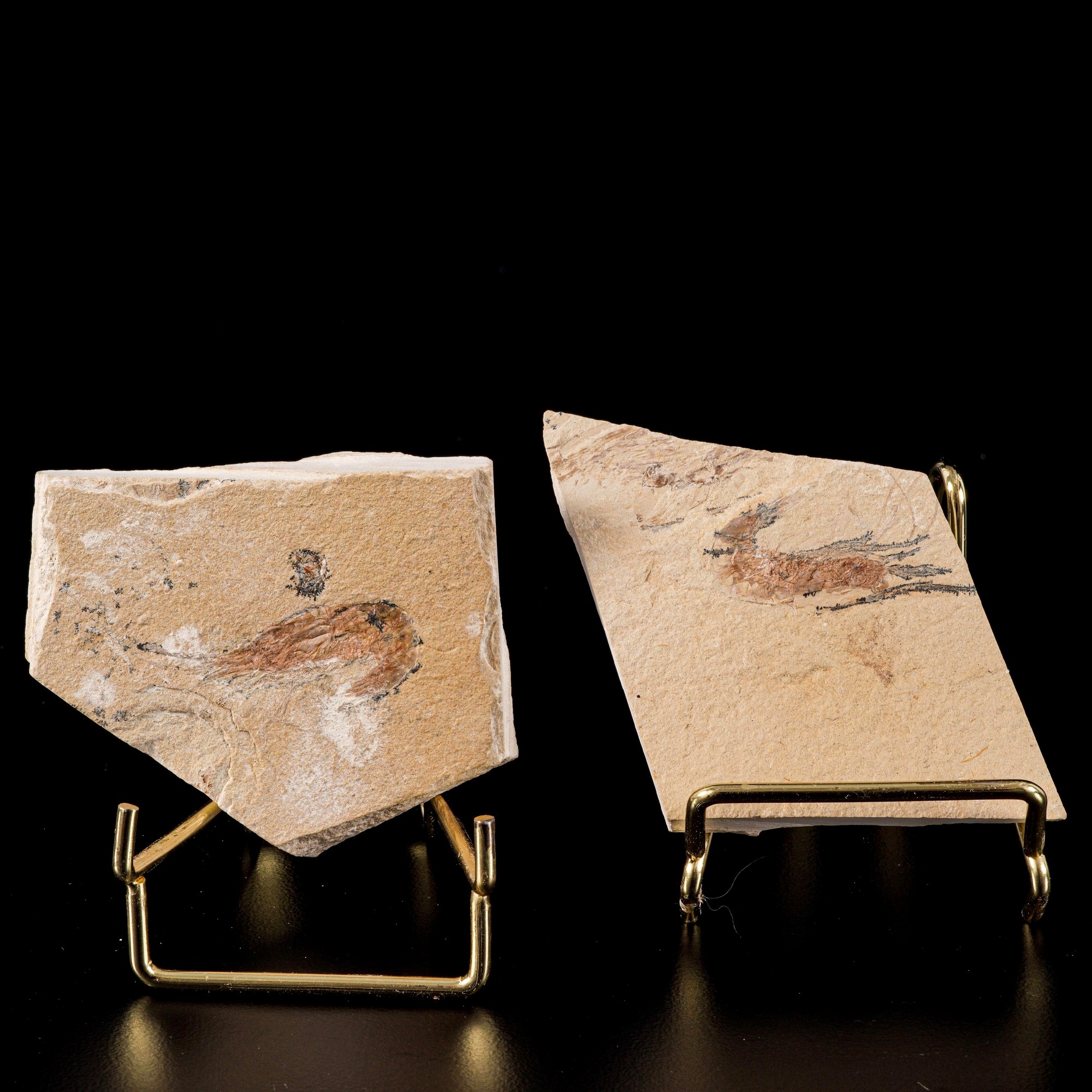 Due lastre con gamberi Carpopenaeus callirostris