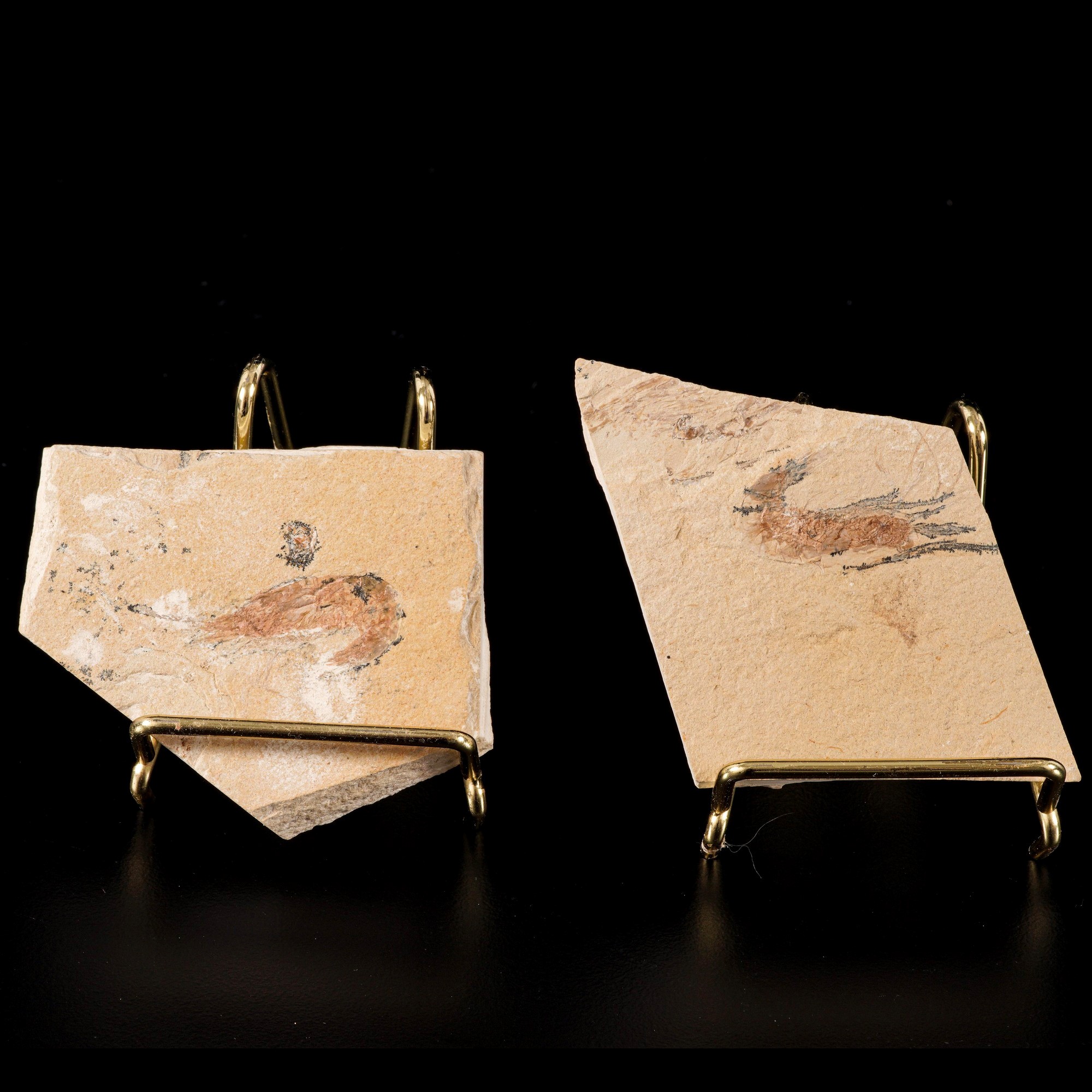 Due lastre con gamberi Carpopenaeus callirostris