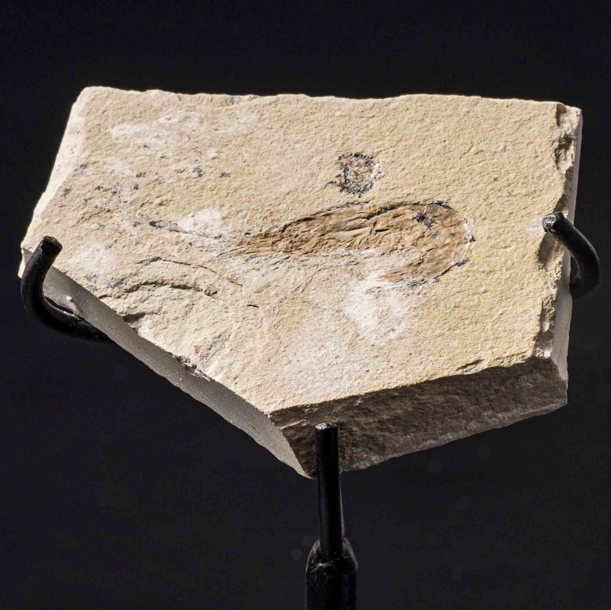 Due lastre con gamberi Carpopenaeus callirostris