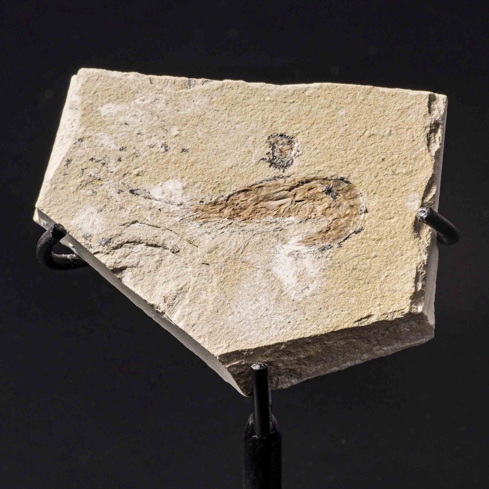 Due lastre con gamberi Carpopenaeus callirostris