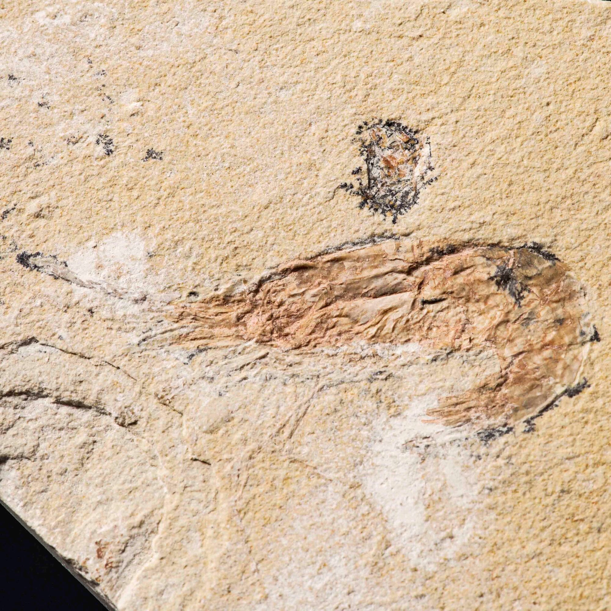 Due lastre con gamberi Carpopenaeus callirostris