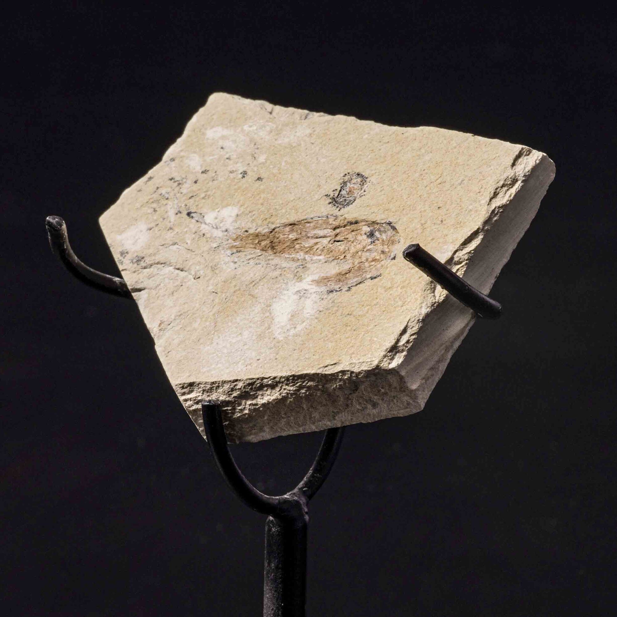 Due lastre con gamberi Carpopenaeus callirostris