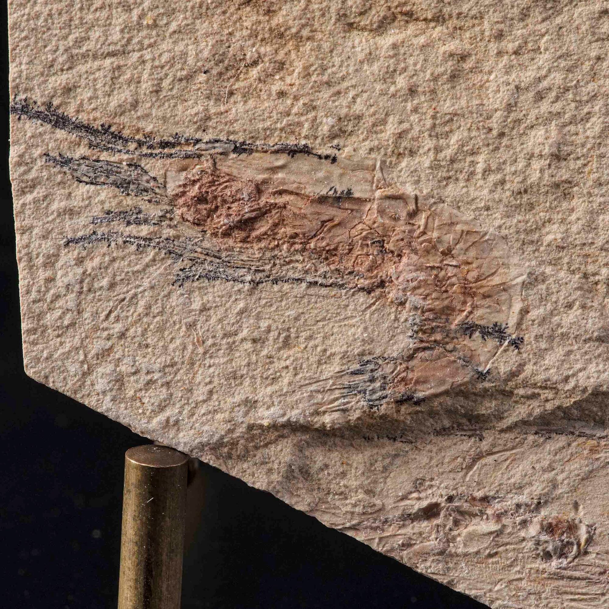 Due lastre con gamberi Carpopenaeus callirostris