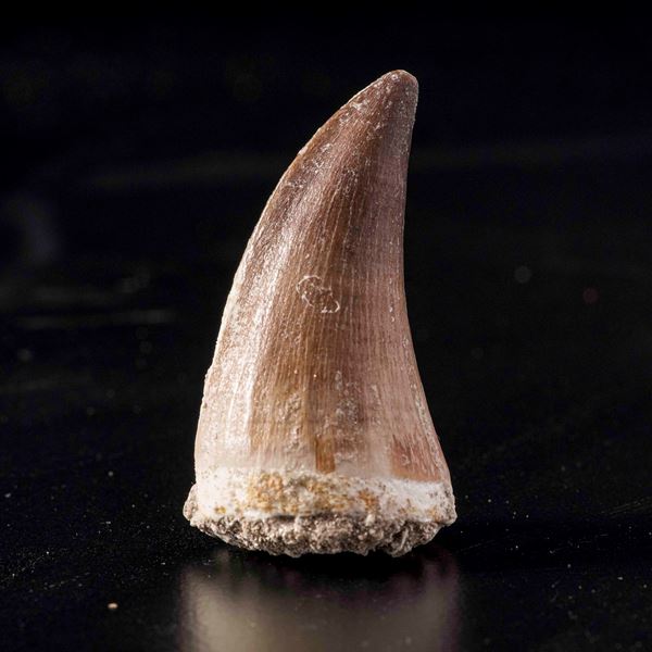 Enorme dente di Mosasauro sp. Leiodon Anceps