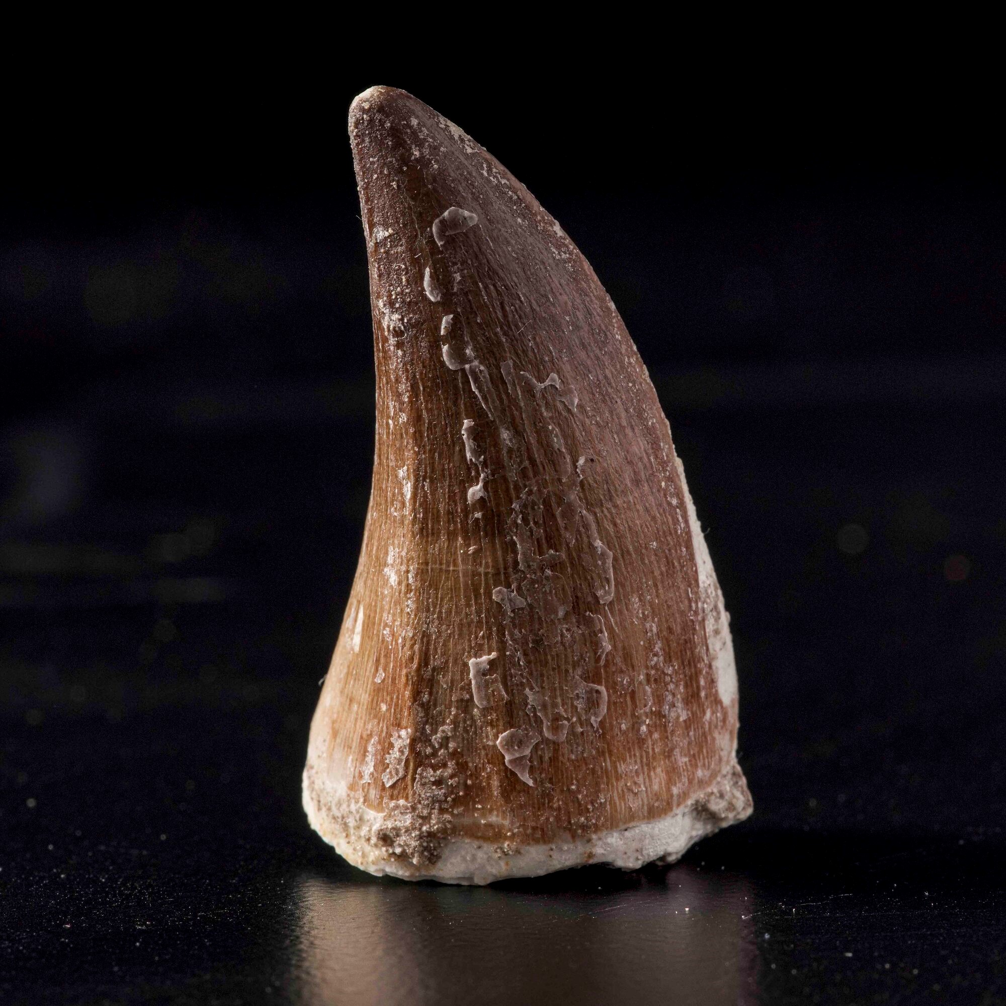 Enorme dente di Mosasauro sp. Leiodon Anceps