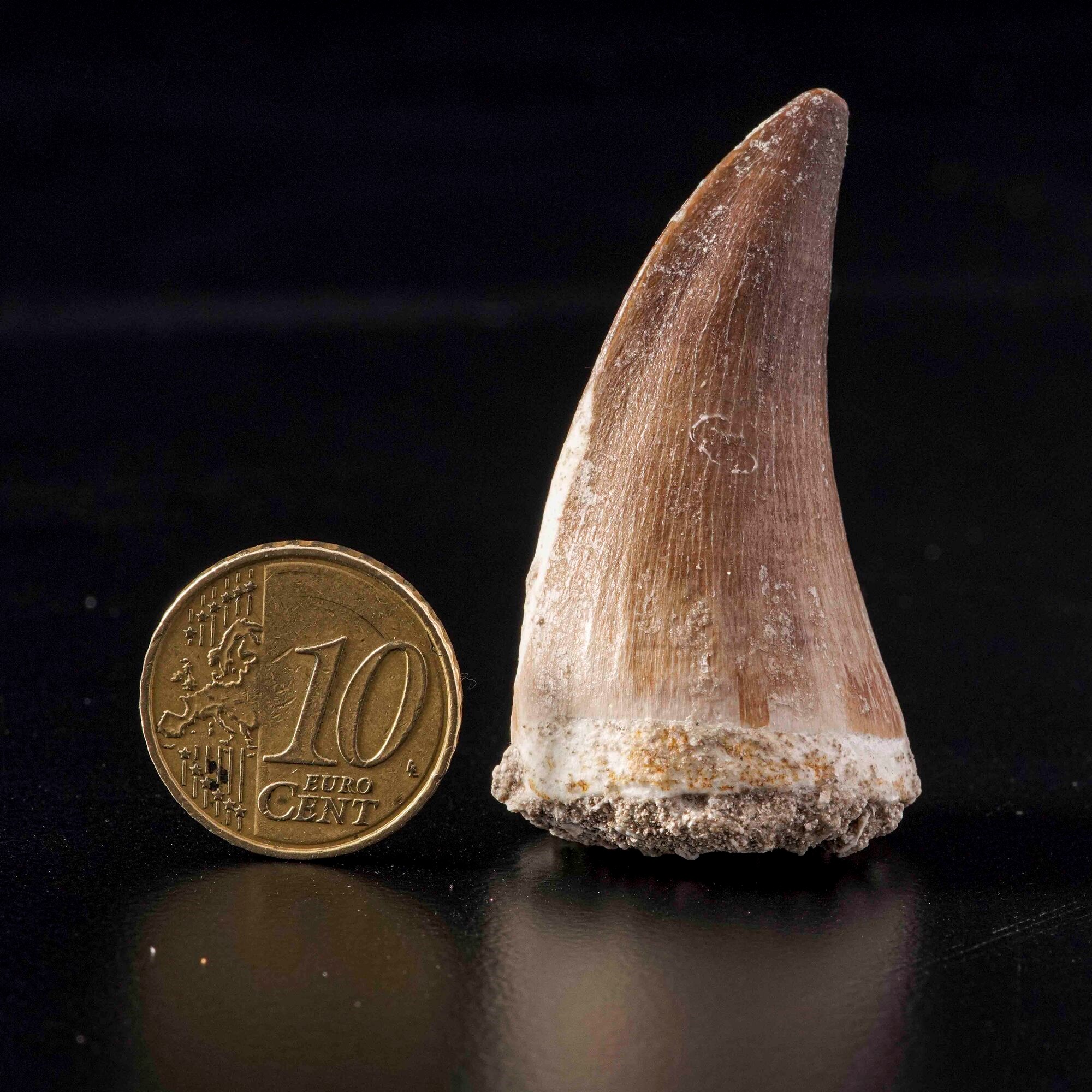 Enorme dente di Mosasauro sp. Leiodon Anceps