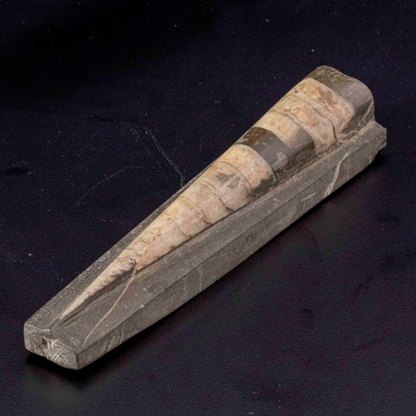 Grande e impressionante Orthoceras su matrice<BR>