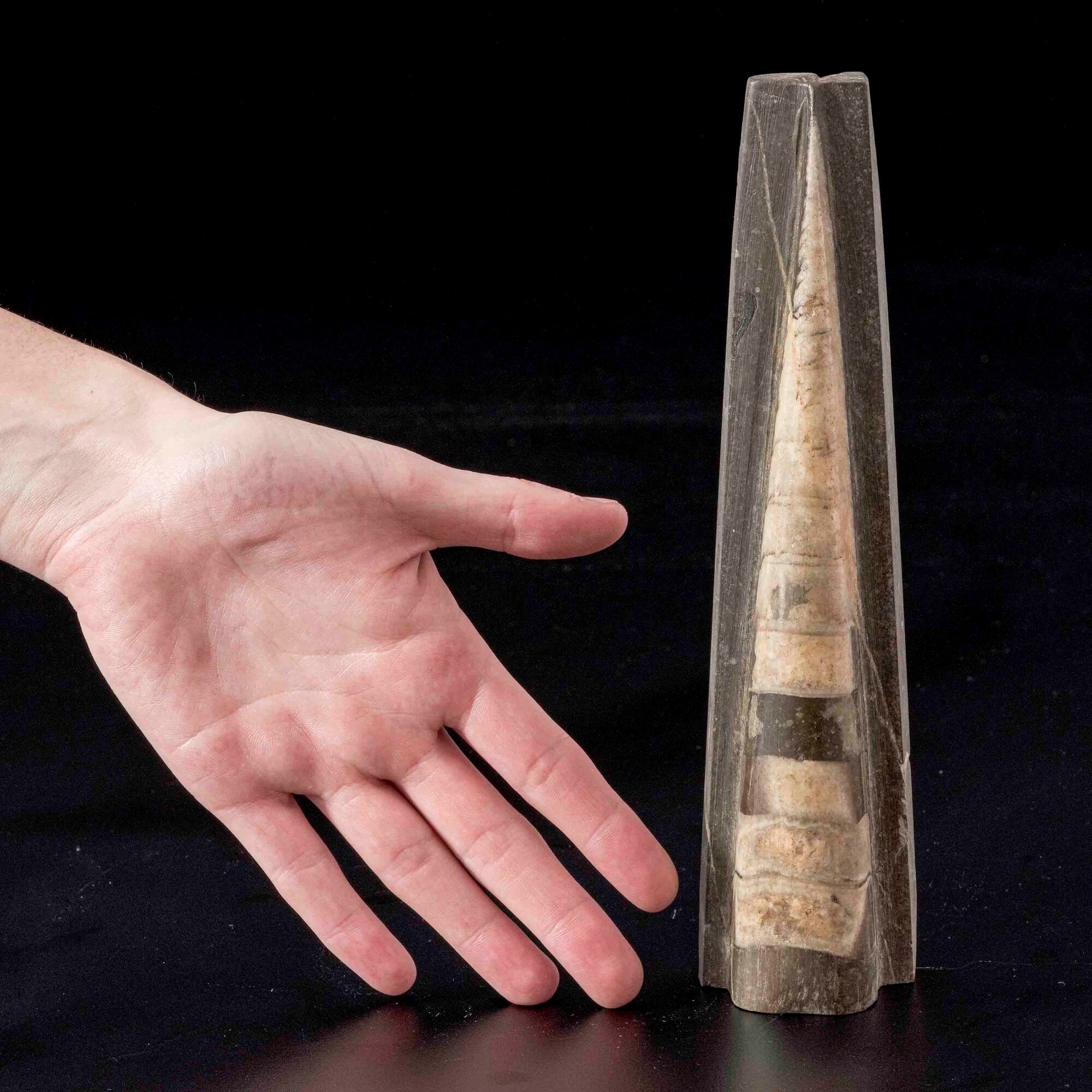Grande e impressionante Orthoceras su matrice