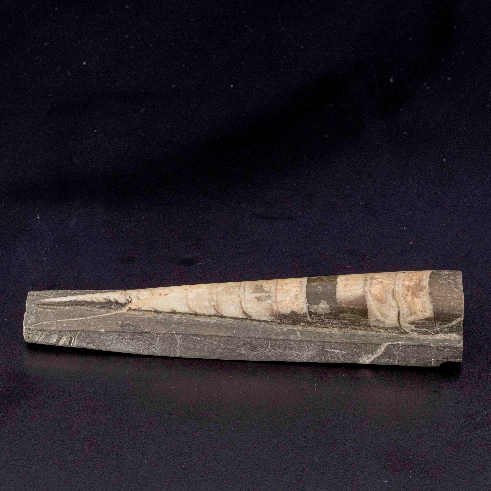 Grande e impressionante Orthoceras su matrice