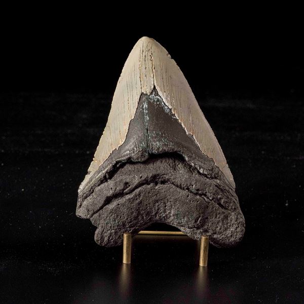 Gigantesco dente di Megalodonte sp. Otodus (Carcharocles) megalodon