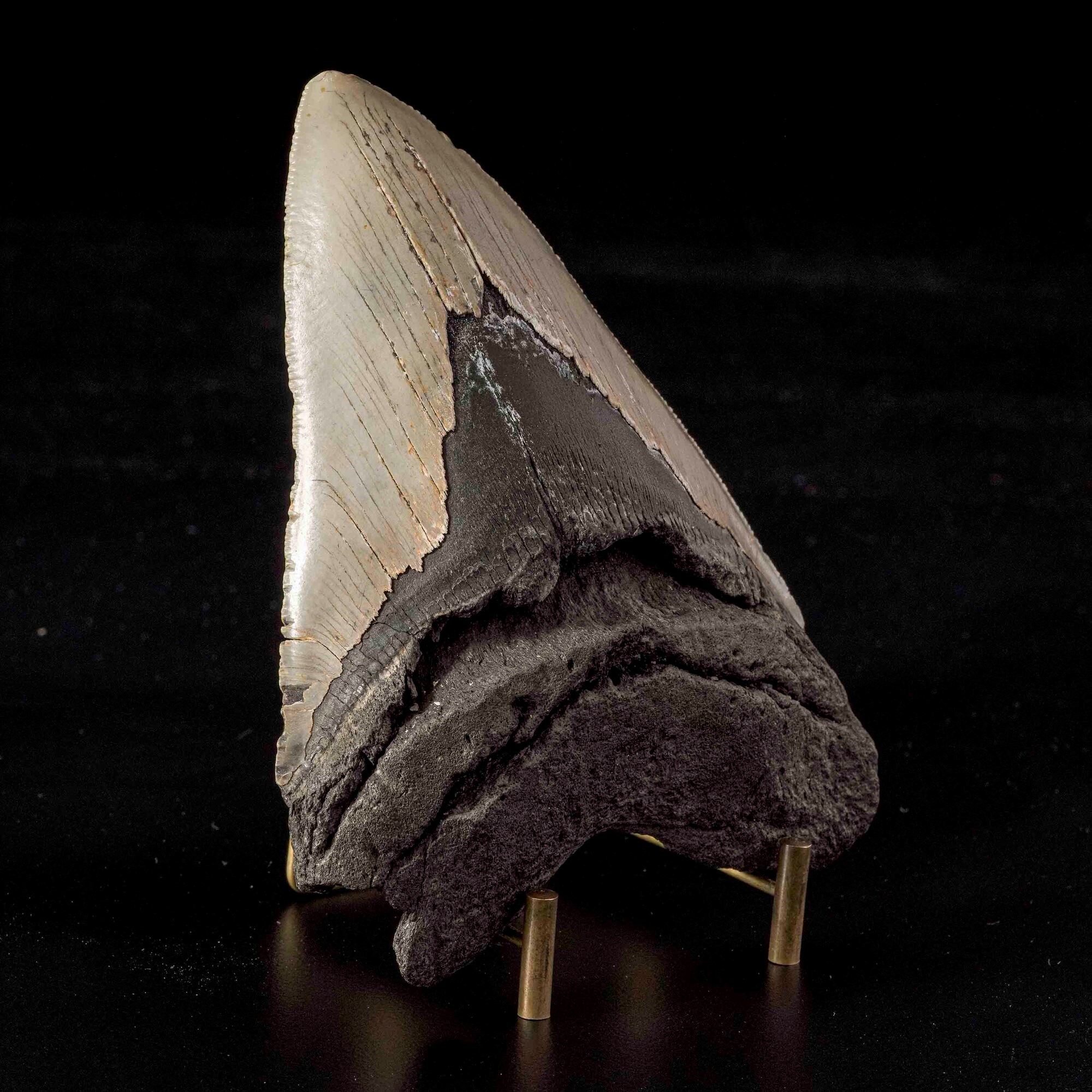 Gigantesco dente di Megalodonte sp. Otodus (Carcharocles) megalodon