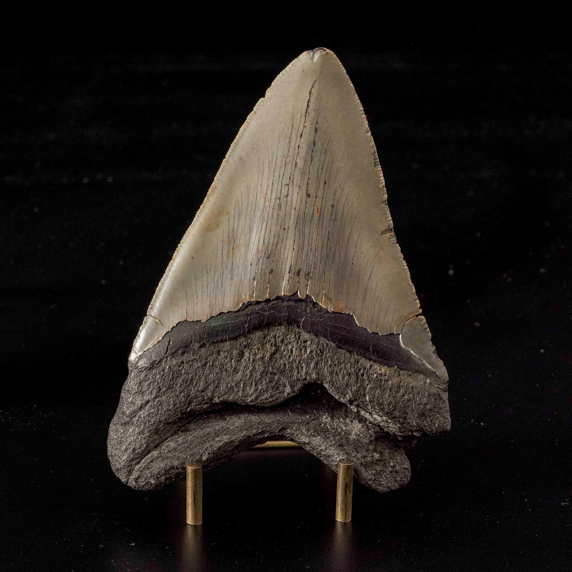 Gigantesco dente di Megalodonte sp. Otodus (Carcharocles) megalodon