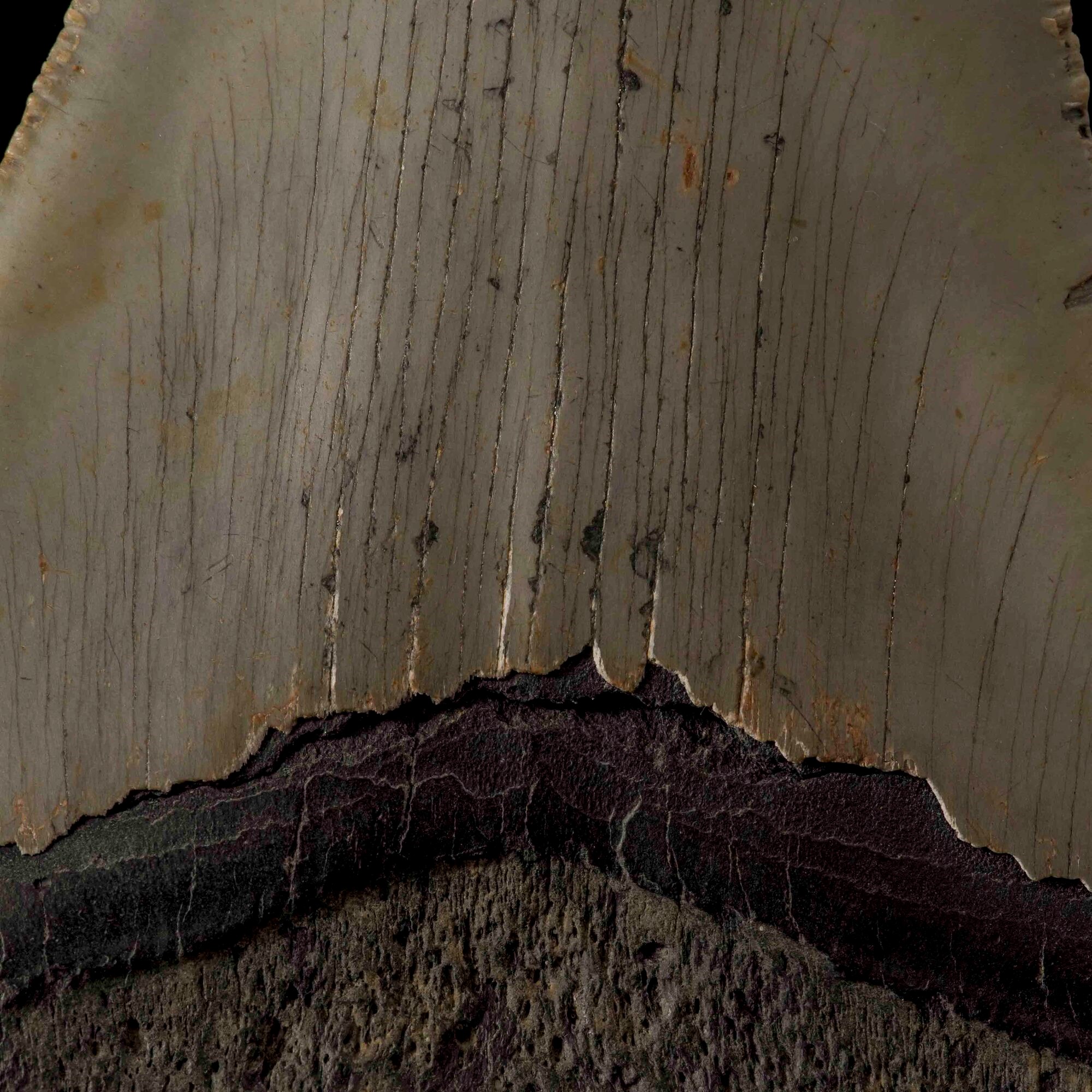 Gigantesco dente di Megalodonte sp. Otodus (Carcharocles) megalodon