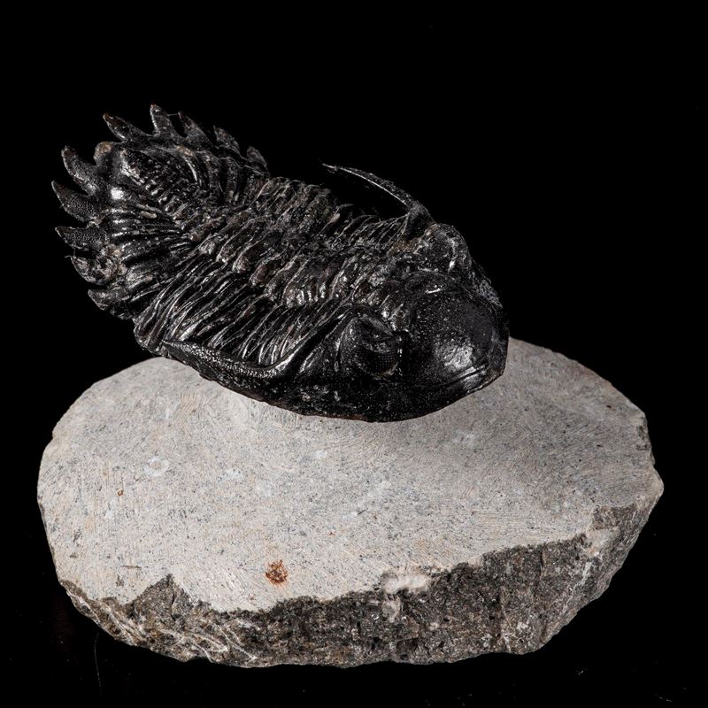 Raro trilobite Hallardops Mesocristata in volo Uno dei primi animali a popolare i mari del Devoni...