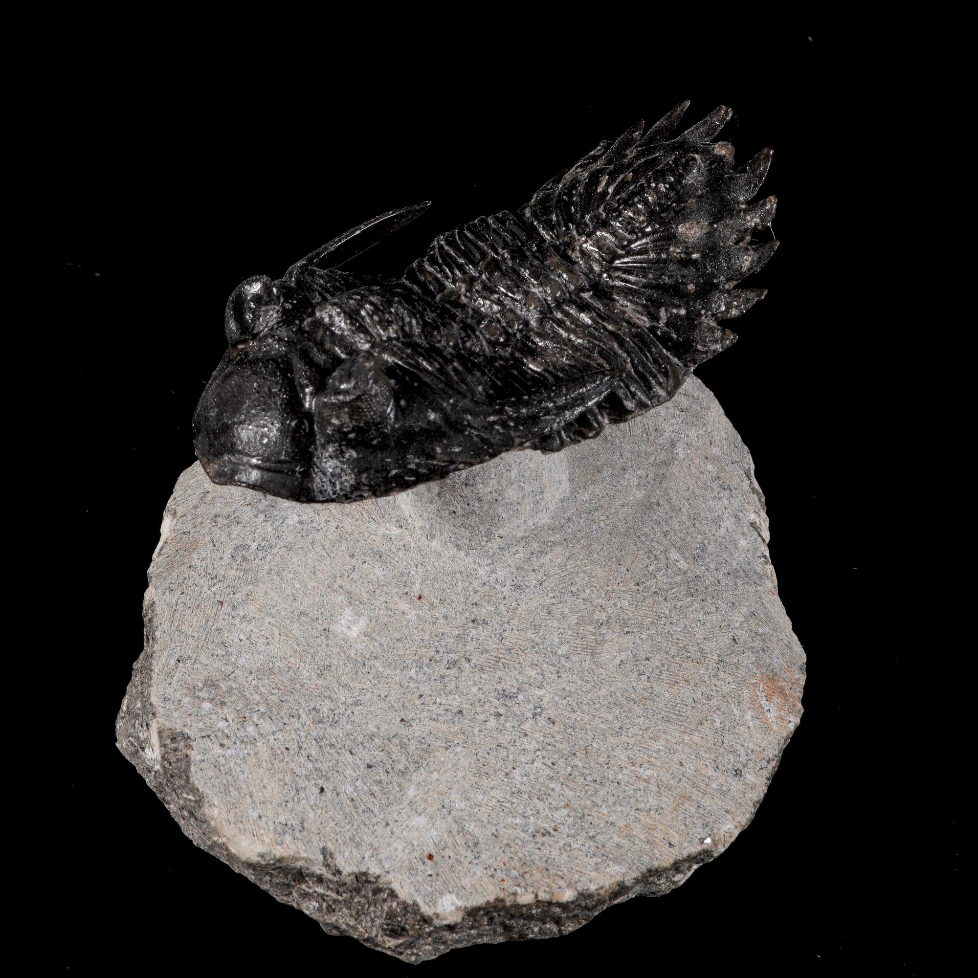 Raro trilobite Hallardops Mesocristata in volo Uno dei primi animali a popolare i mari del Devoni...