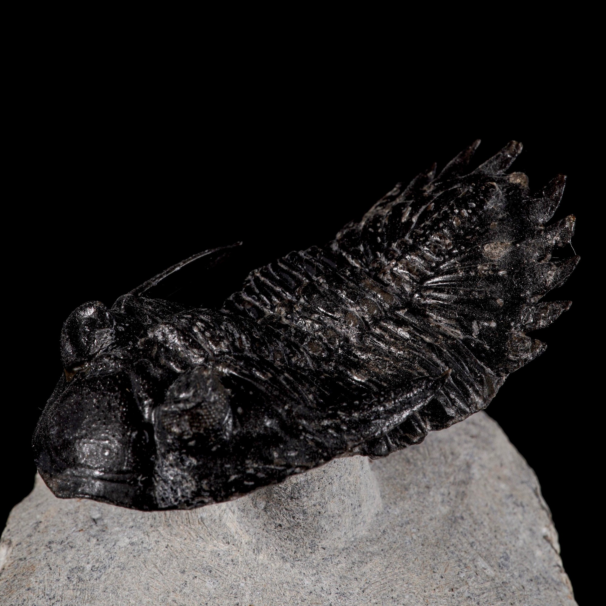 Raro trilobite Hallardops Mesocristata in volo Uno dei primi animali a popolare i mari del Devoni...