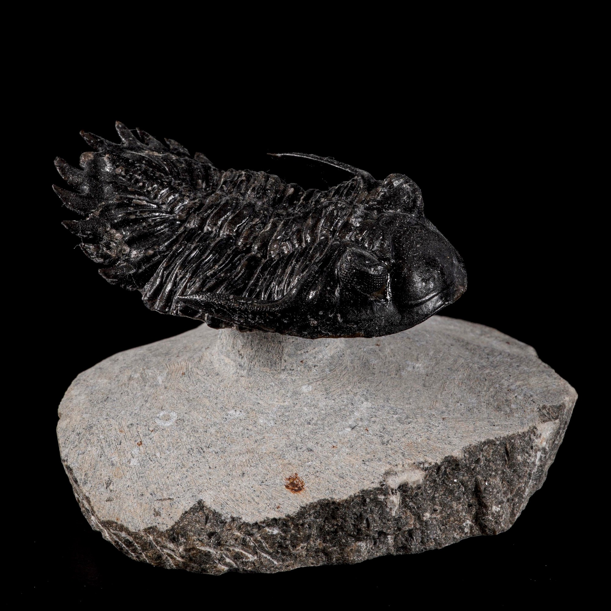 Raro trilobite Hallardops Mesocristata in volo Uno dei primi animali a popolare i mari del Devoni...