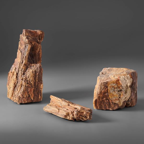 Tre pezzi di legno fossile di grandi dimensioni