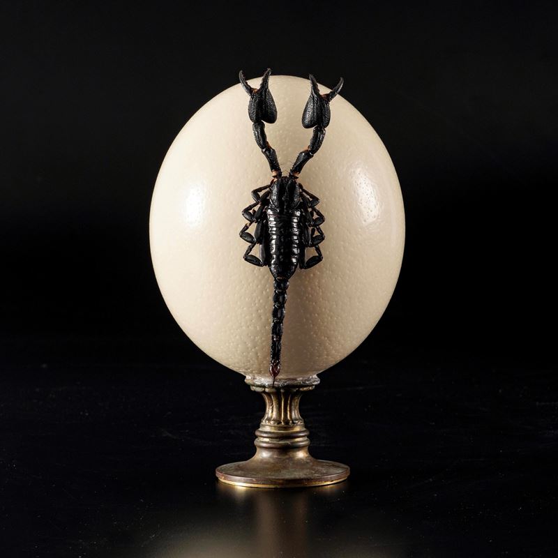 Grande uovo di struzzo su base in metallo dorato e tassidermia di scorpione. (Javanimetrus Cyaneu...