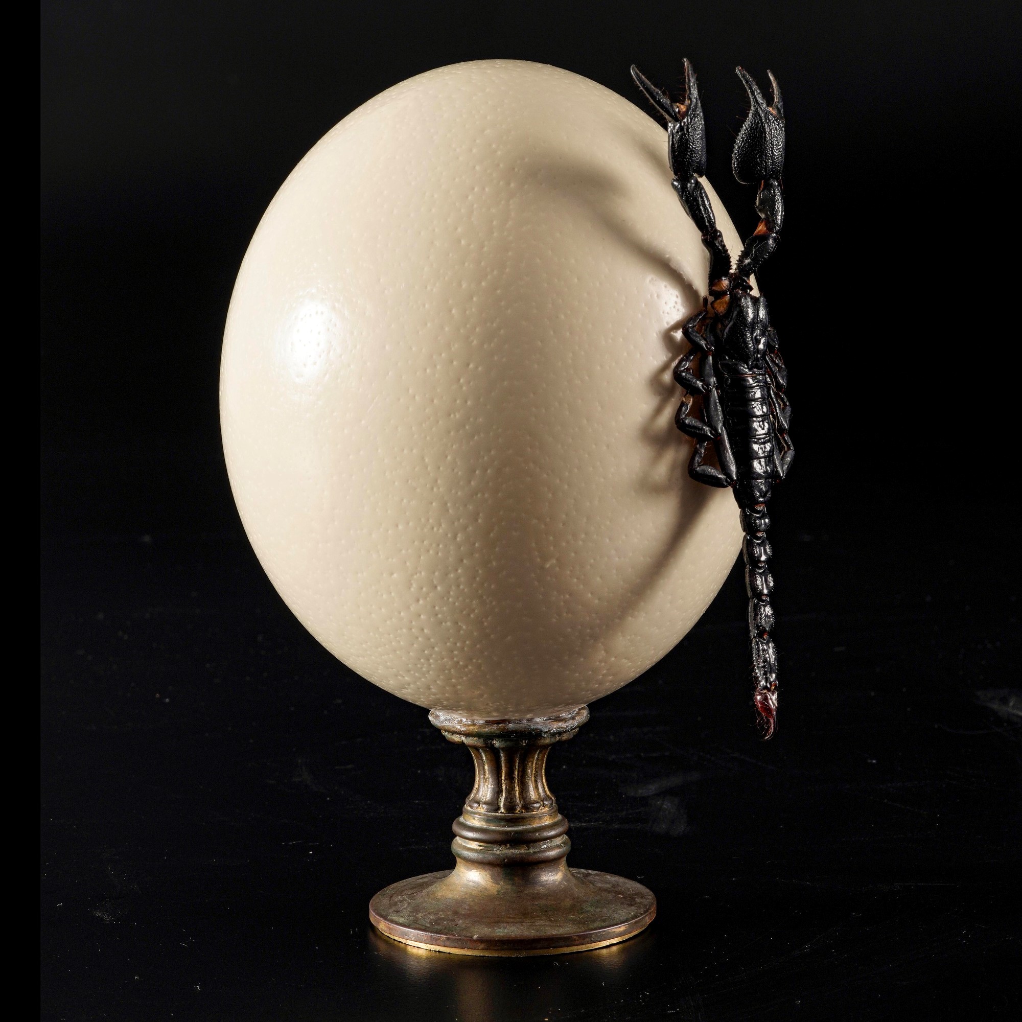 Grande uovo di struzzo su base in metallo dorato e tassidermia di scorpione. (Javanimetrus Cyaneu...