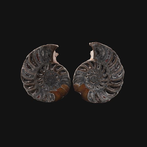 Due sezioni di Ammonite  Cleoniceras