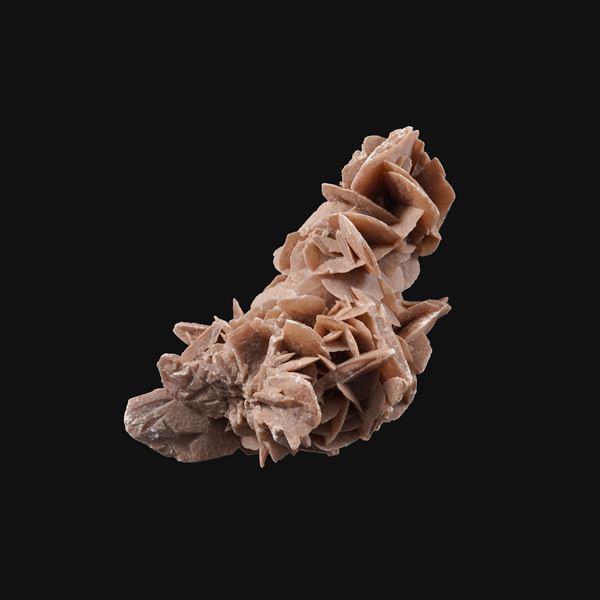 Monumentale rosa del deserto