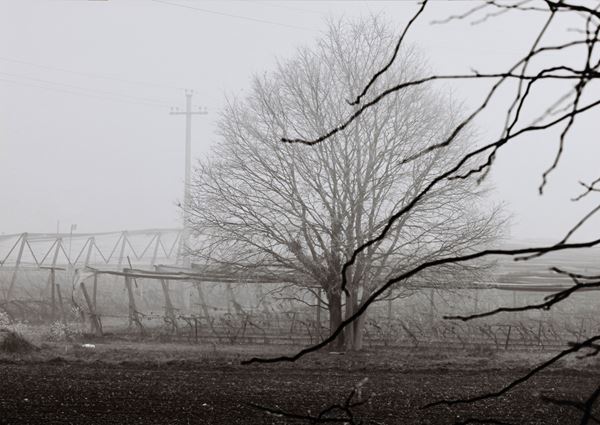 Abbas Gharib - Trees