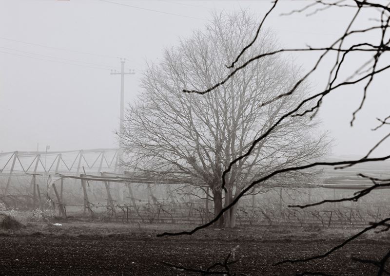 Trees