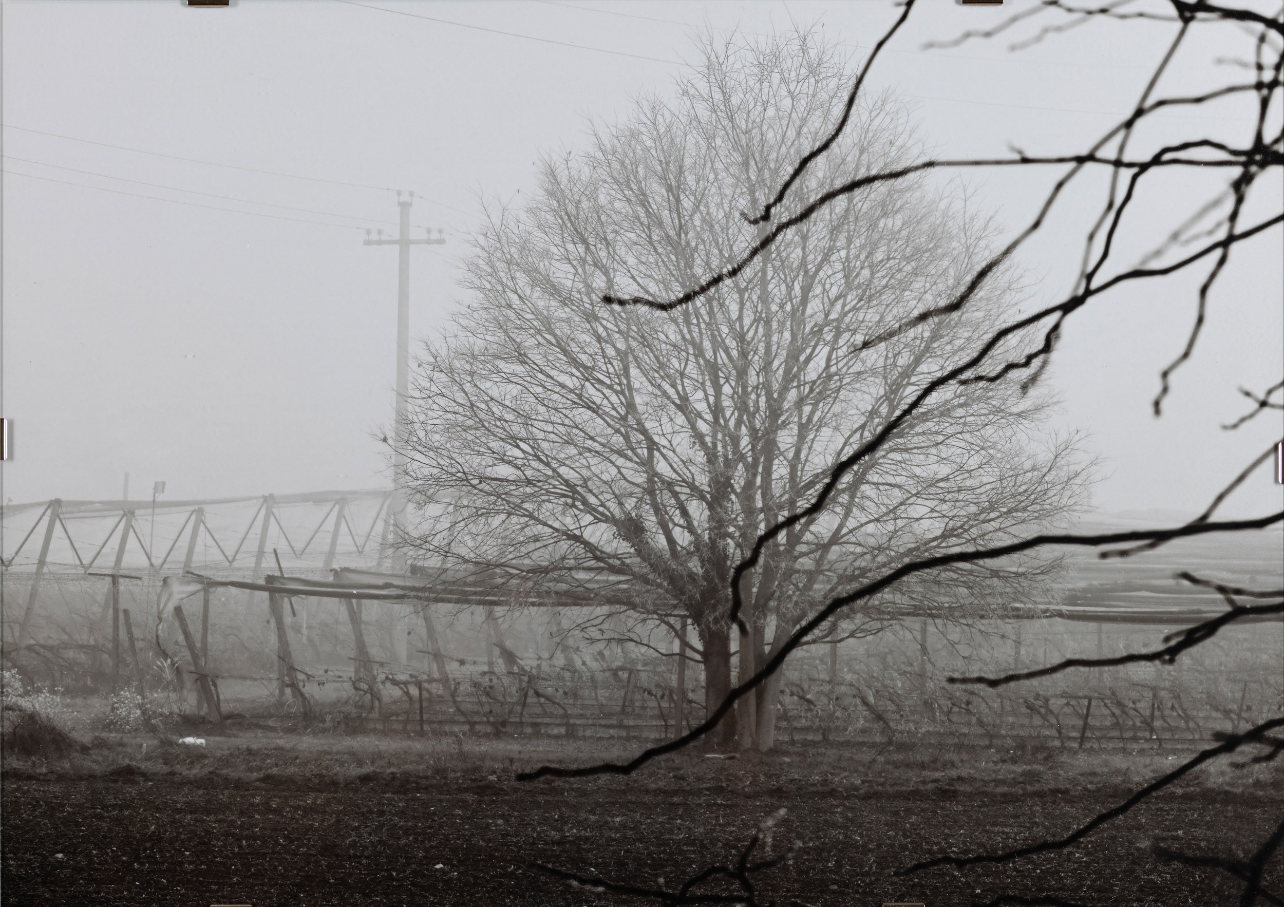 Trees
