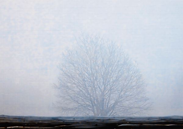 Trees