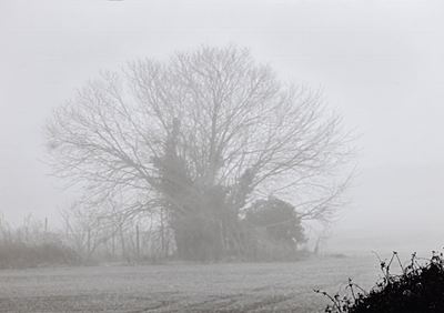 Trees