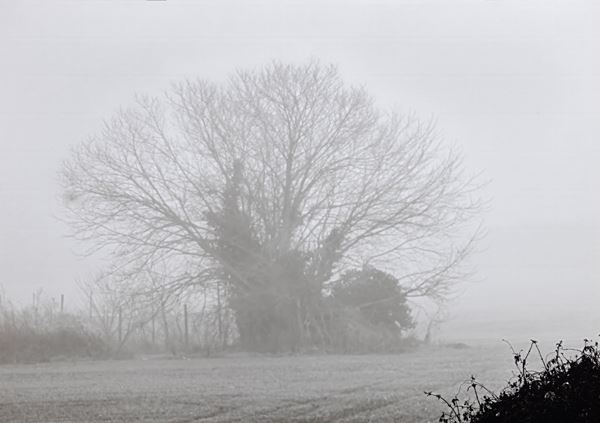 Abbas Gharib - Trees