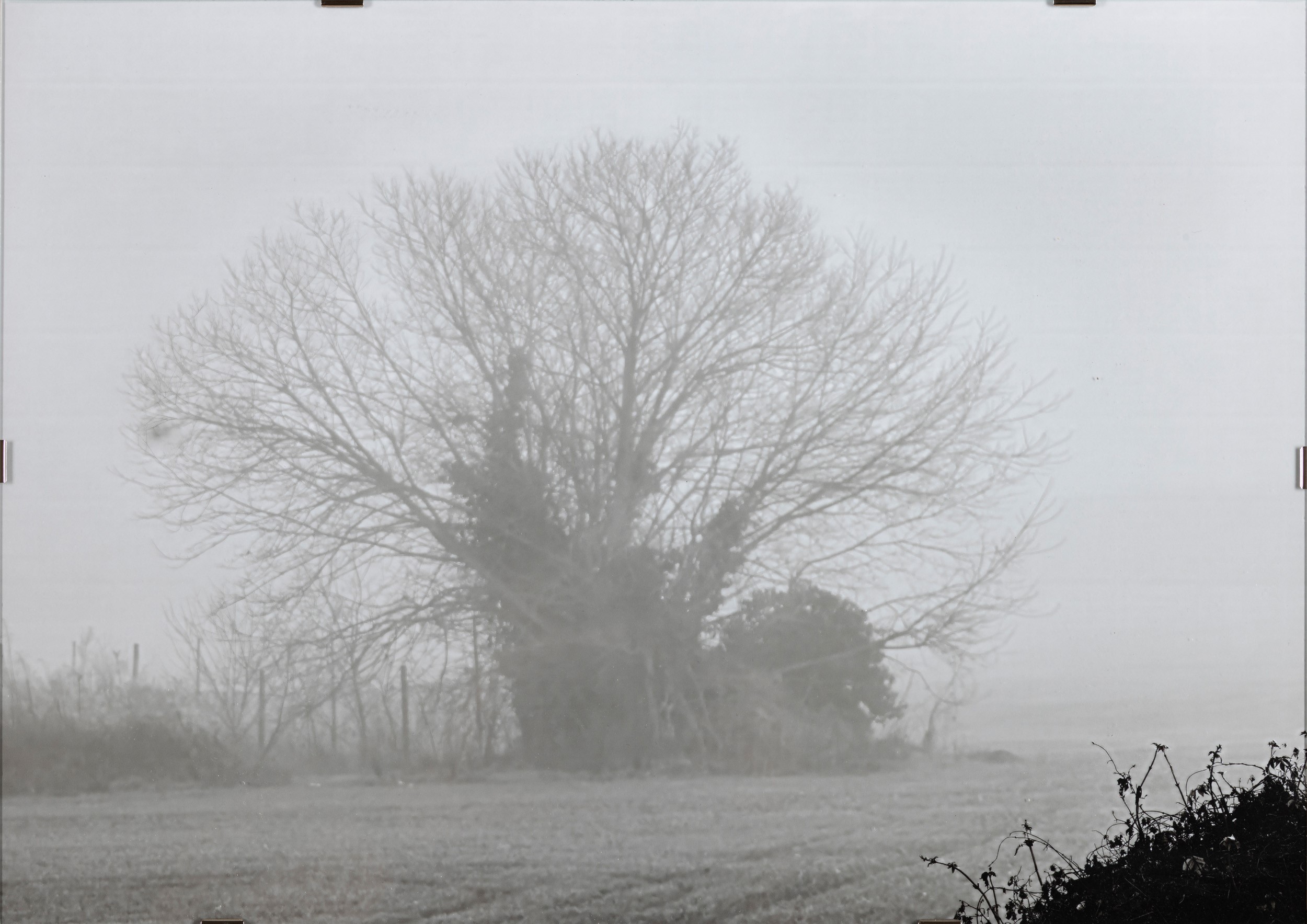 Abbas Gharib - Trees