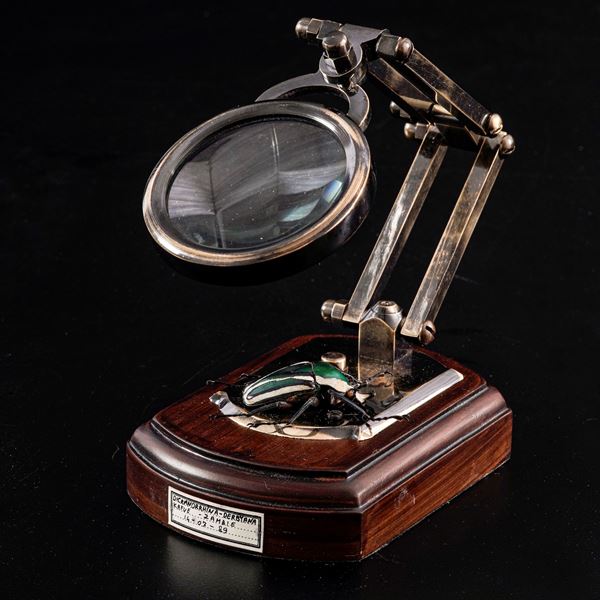 Lente d'ingrandimento con tassidermia di Dicronorhina Derbyana