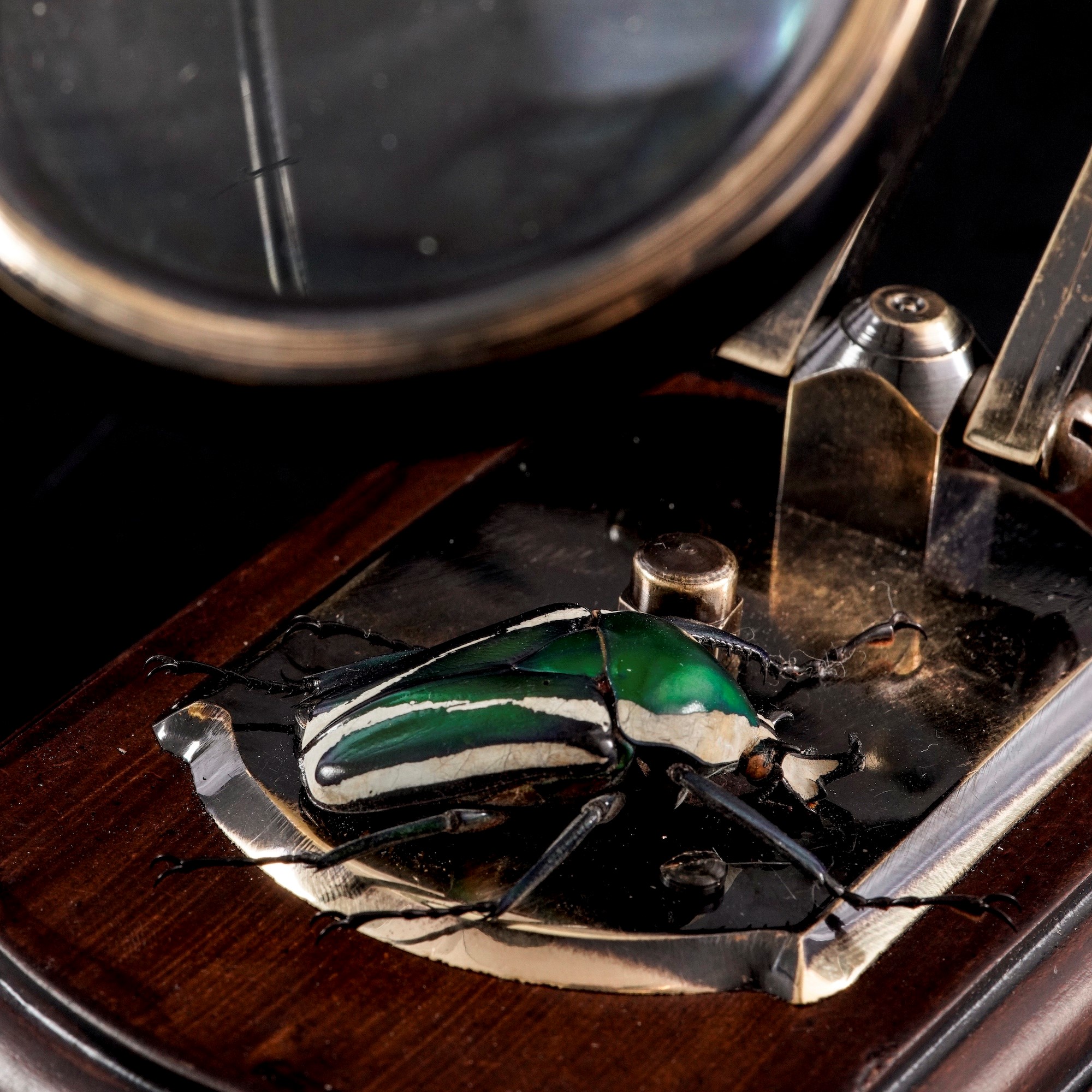 Lente d'ingrandimento con tassidermia di Dicronorhina Derbyana