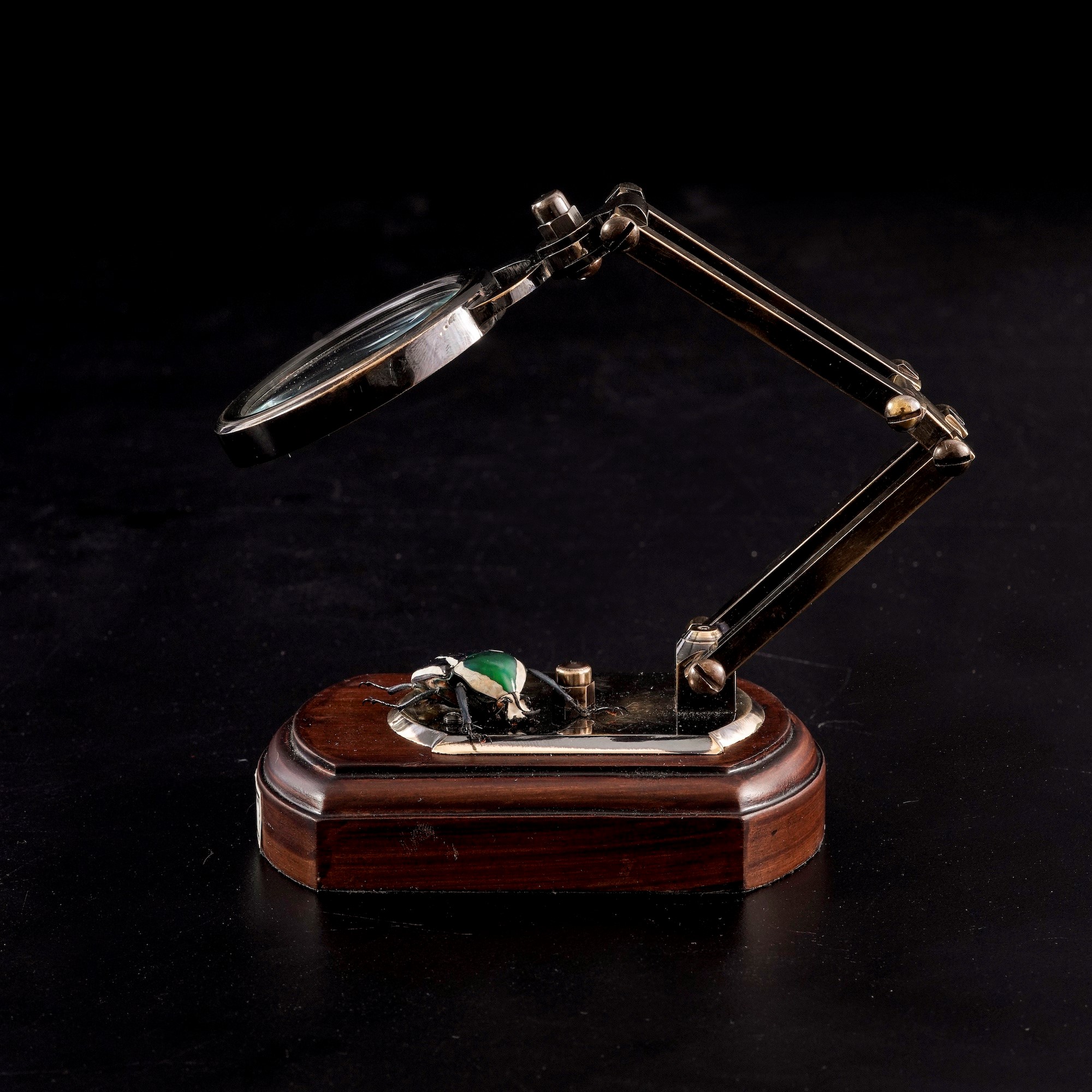 Lente d'ingrandimento con tassidermia di Dicronorhina Derbyana