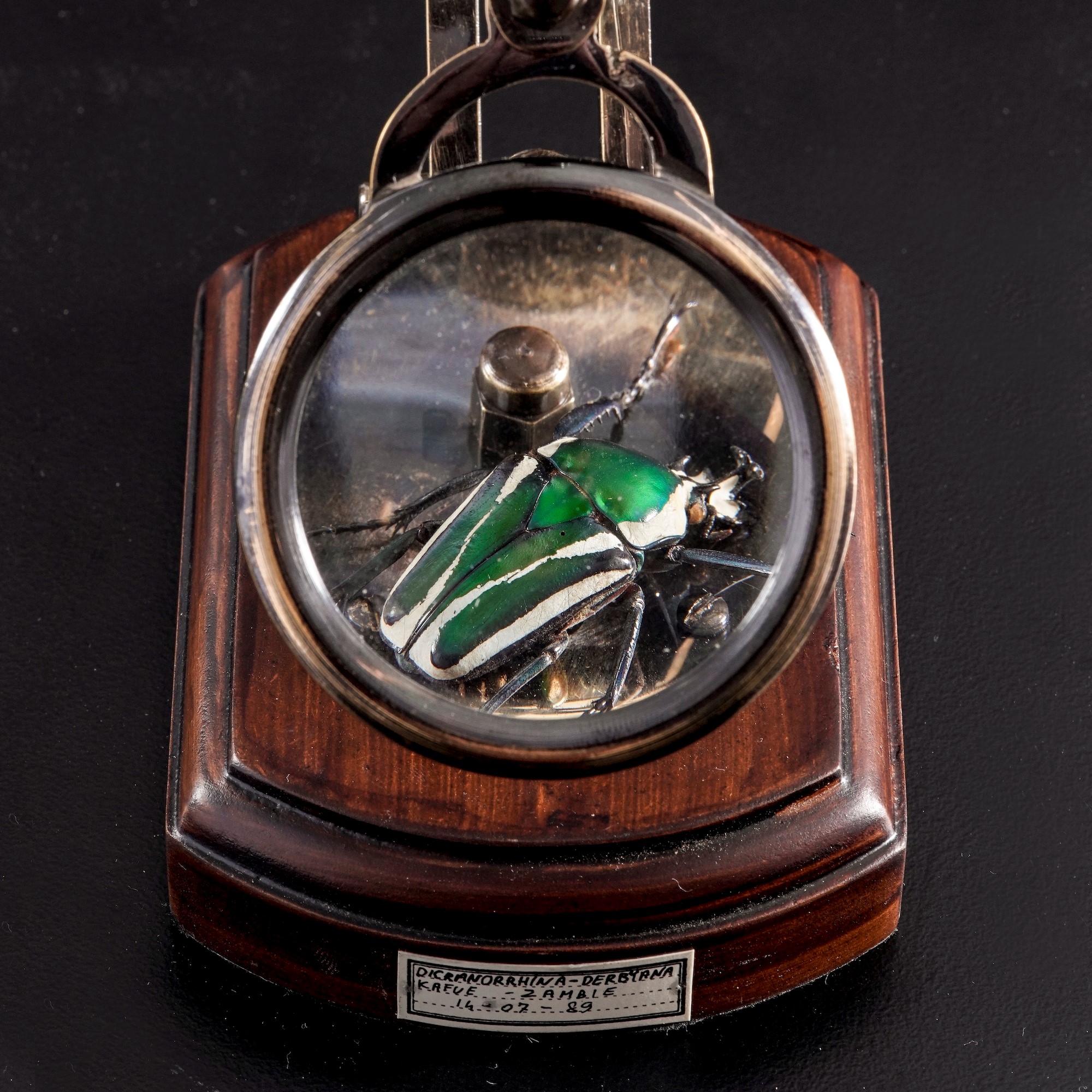 Lente d'ingrandimento con tassidermia di Dicronorhina Derbyana