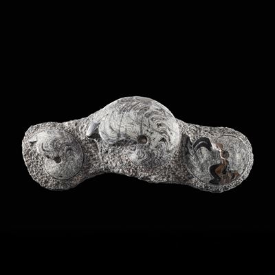 Cluster di goniatiti, Devoniano inferiore (circa 400–240 milioni di anni fa)