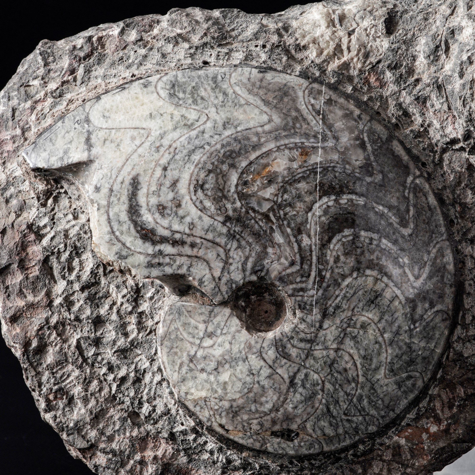 Cluster di goniatiti, Devoniano inferiore (circa 400–240 milioni di anni fa)