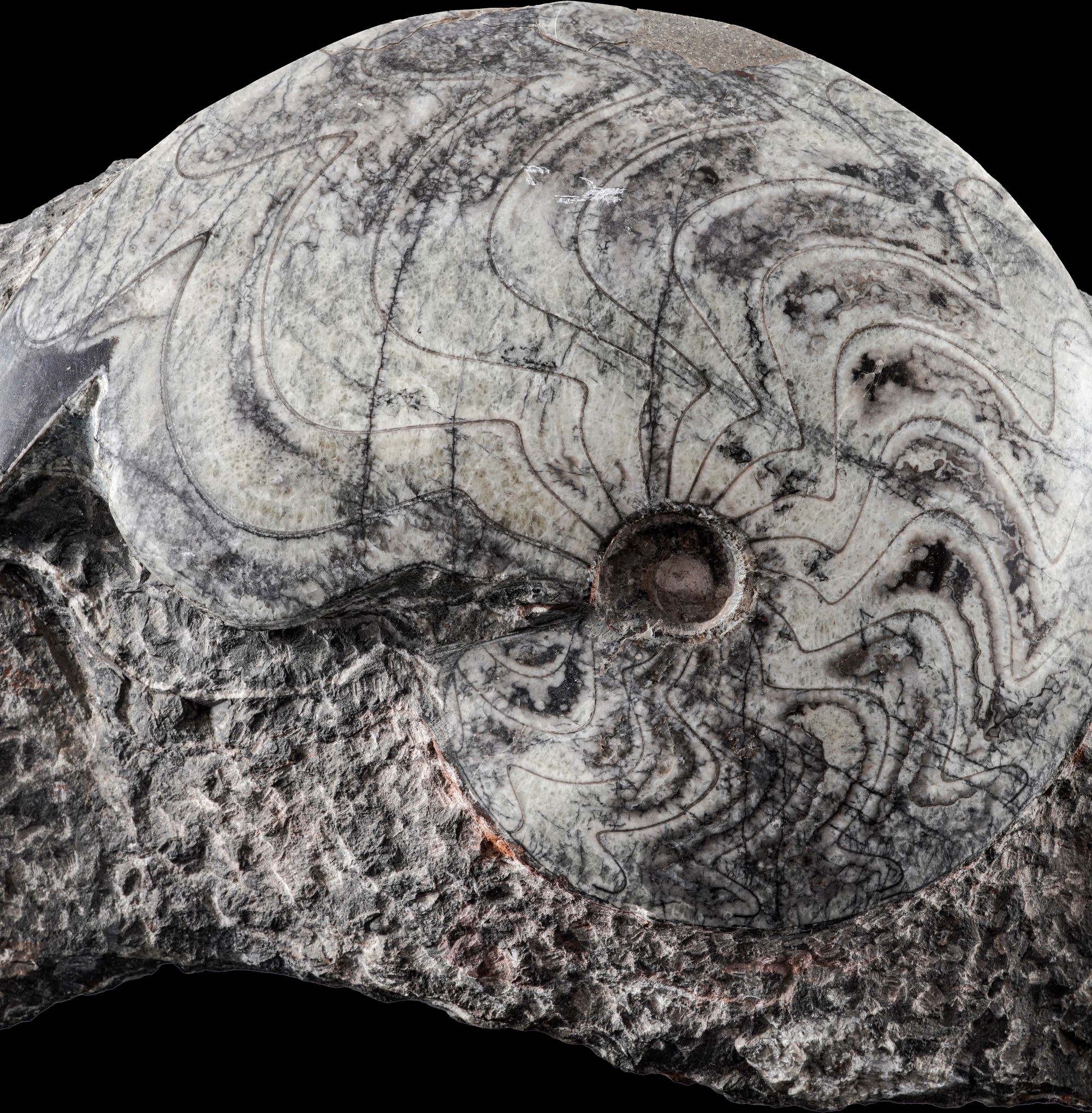 Cluster di goniatiti, Devoniano inferiore (circa 400–240 milioni di anni fa)