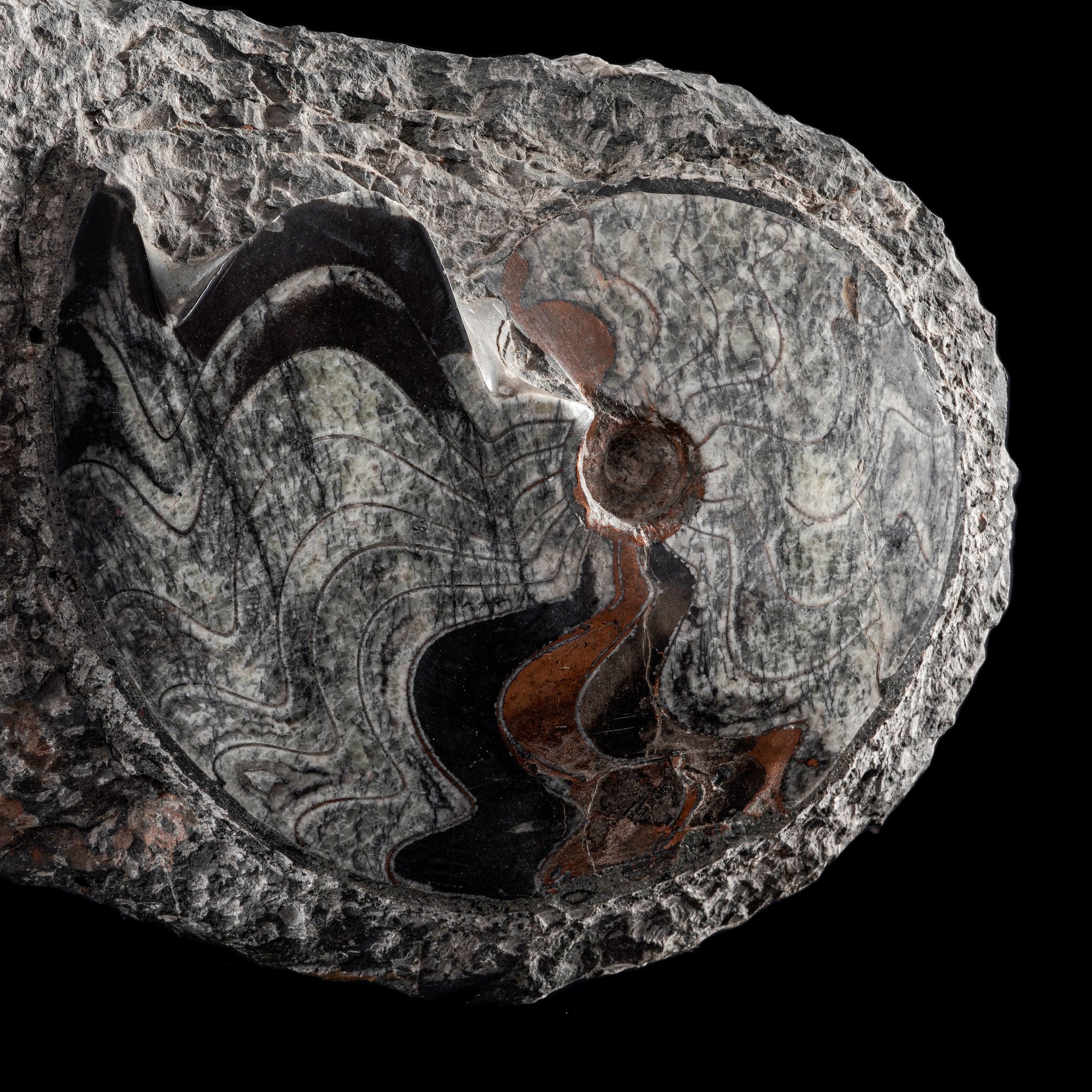 Cluster di goniatiti, Devoniano inferiore (circa 400–240 milioni di anni fa)