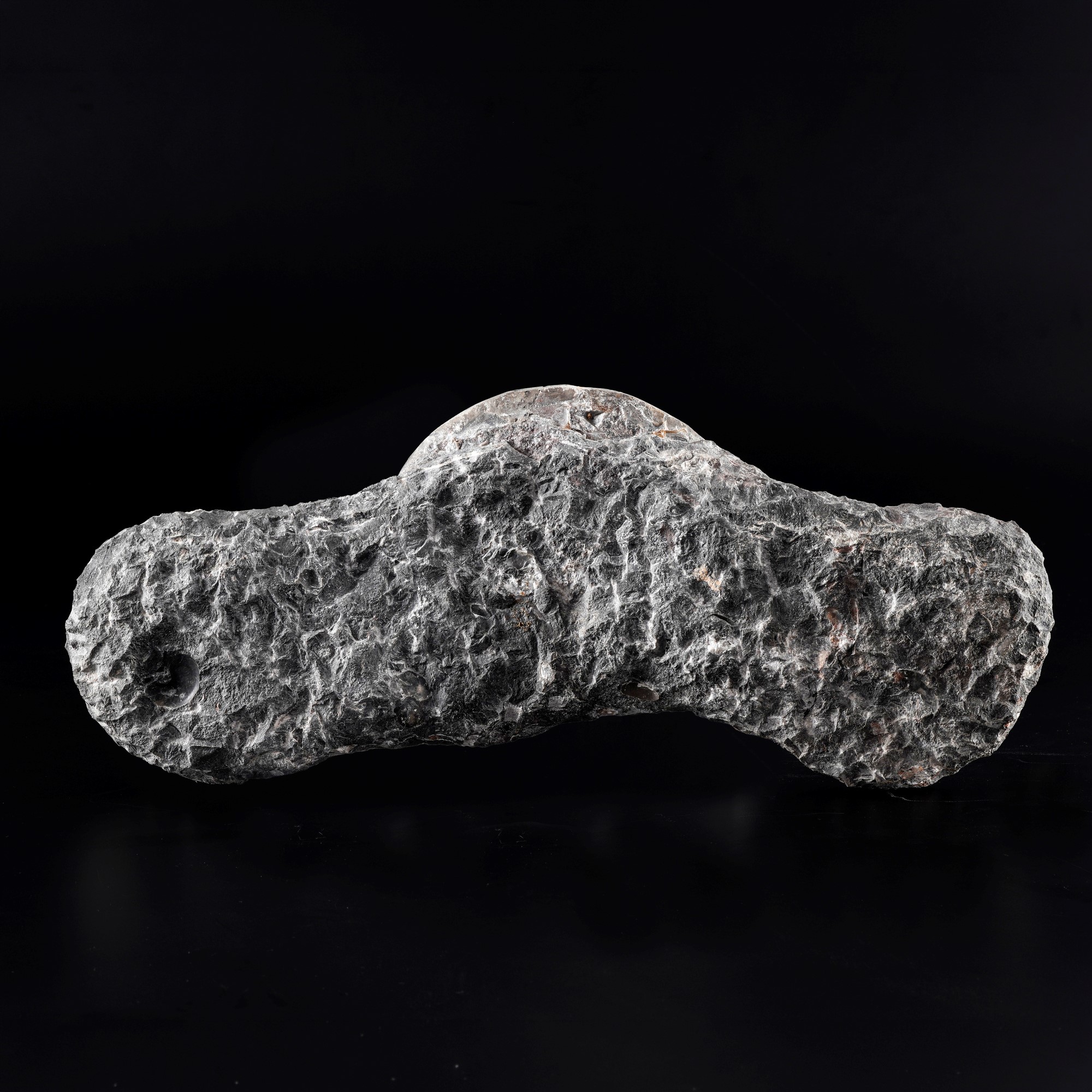 Cluster di goniatiti, Devoniano inferiore (circa 400–240 milioni di anni fa)