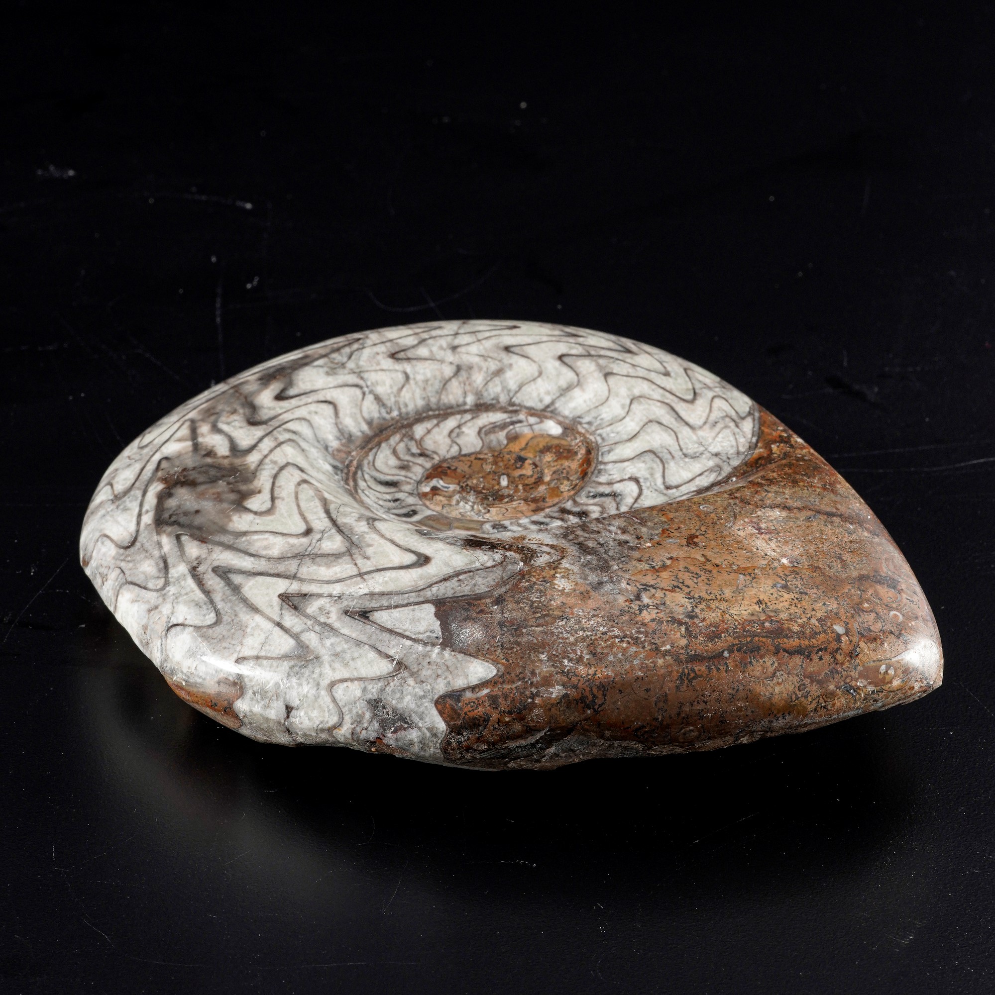 Goniatite, fossile di mollusco cefalopode (Ammonoidea), Devoniano inferiore
